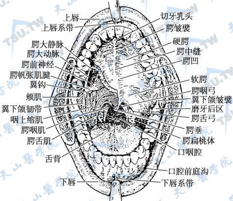 嘴巴器官|口腔部位说明图